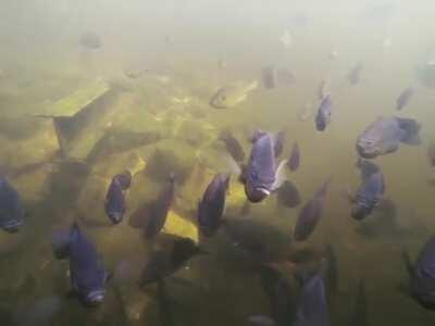 GoPro shows what's going on in the pond.
