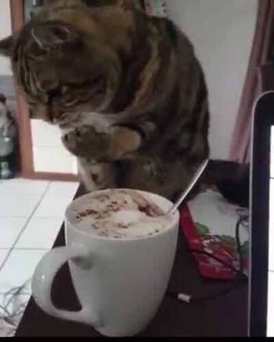 Thirsty catto