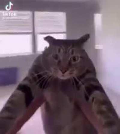 Gente aqui el hermano del Repollito que posteaba el vídeo del Perrito comiendo yogurt , antes de que el se fuera le prometí que llegaría a los 100 días posteando el vídeo del Perrito , pero le falle.