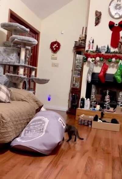 This guy’s adorable kitten is too adorable