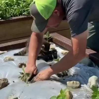 Trying to work construction but there's that one damned raccoon.