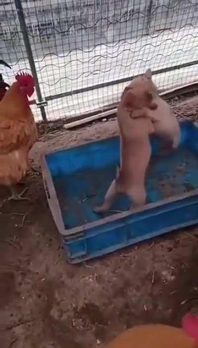 Bloody chickens making ilegal dog fights.