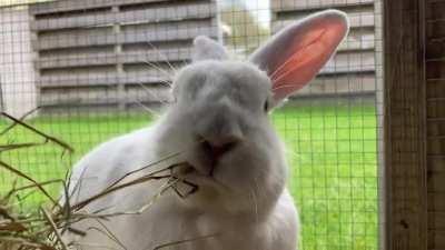 A bale of hay a day keeps the vet away.