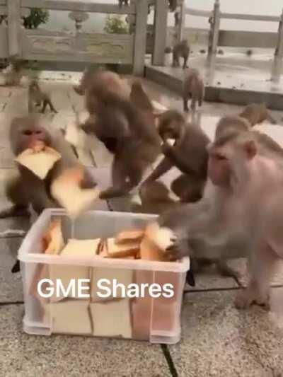 Me and my M O N K E S are chasing the bread