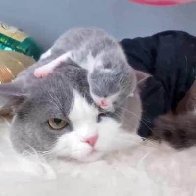 Even cats can't move if another cat is sleeping on them.