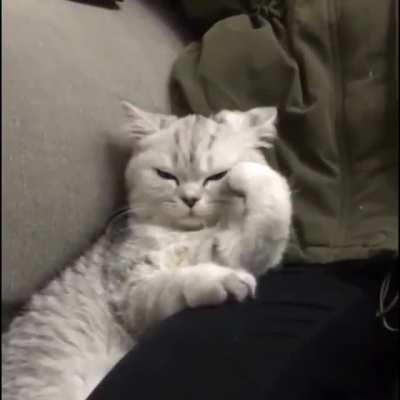 Kitty deep in thought