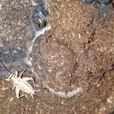 to take a leisurely stroll without getting eaten