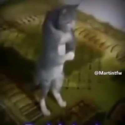 No kiss before marriage 🐱👆