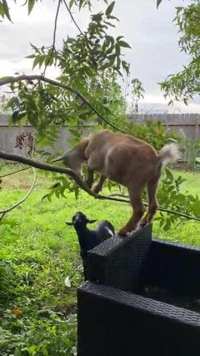 When your bro can’t reach the branch