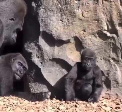 When ves a tus gfes tener secso