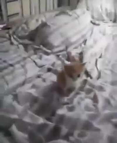 el gato dubstep 😎