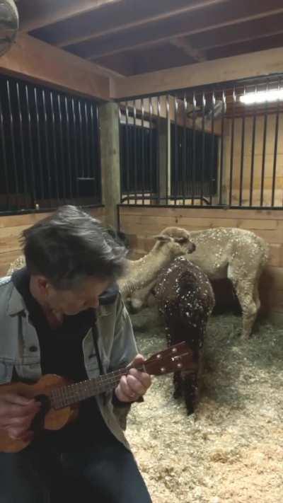 Kevin Bacon serenading his alpaca
