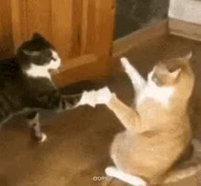 CAT KiLLS FrIeNd IN a SInGLe BrUTAL StRIkE