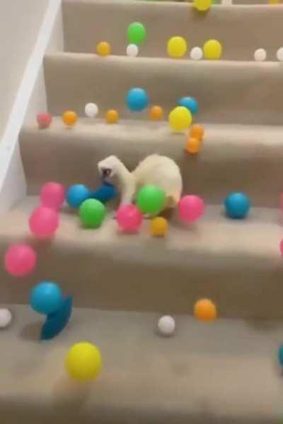 Ferret having the time of its life