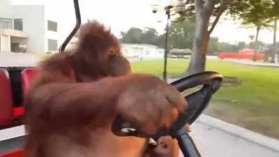 Macaco ao som de doom eternal