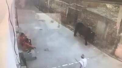 Lemme smack this bulls ass with a stick WCGW