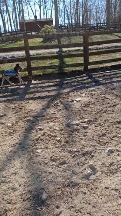 Just a mini colt doin' what mini colts do...