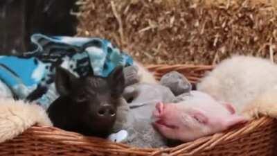 Shhh... time for a pignap