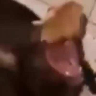 The pizza here makes you see some crazy stuff