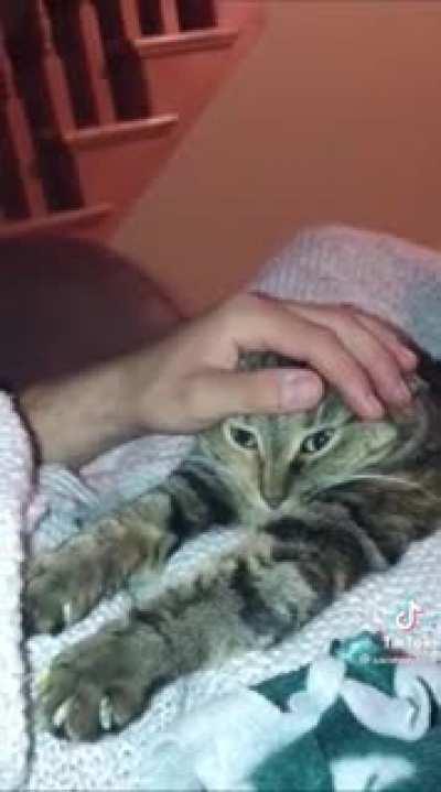 Cat Has Malfunctioned.... Waooooo