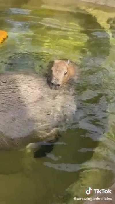 Swimming capys