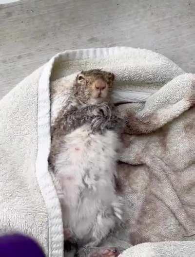 Couple resuscitated & saved a squirrel that had just drowned in icy water in Michigan.