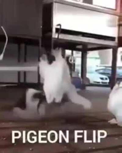 Pigeon Flip