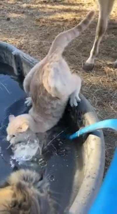 Hey... quit horsing around!