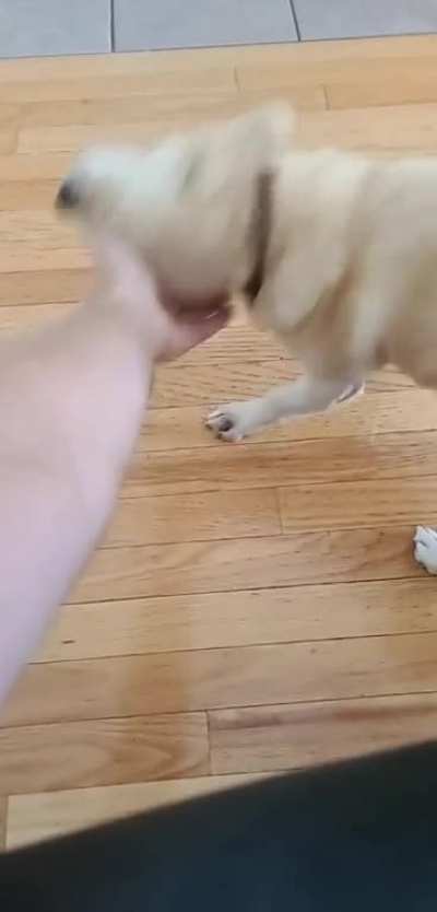 His dramatic way of asking for scritches