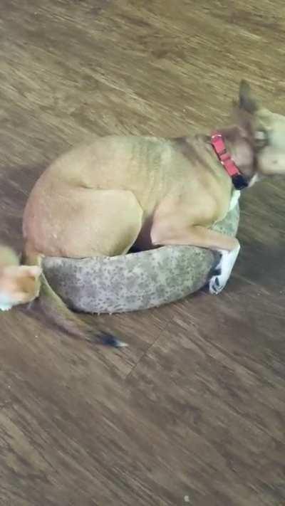 The look on my dog's face at the end is priceless