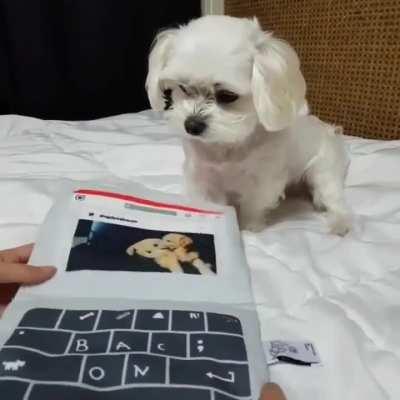 doggo learned a lot from hooman working at home, now he beats everyone in typeracer