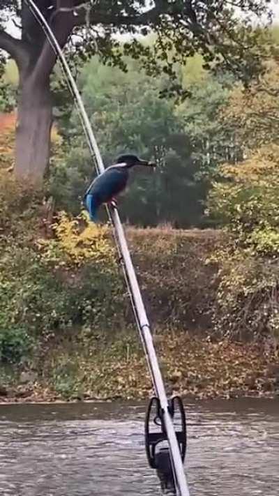 🔥 A kingfisher shows a person holding a fishing pole how to catch fish