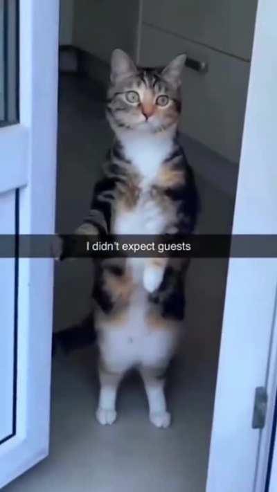 Cat.