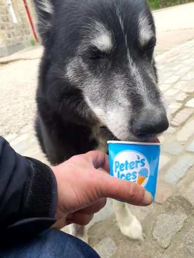 Caskie 12 collie mix..enjoying his 1st ice cream this year
