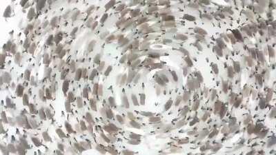 Reindeer cyclones on Russia&rsquo;s Kola Peninsula, Arctic Circle. A swirling mass of threatened reindeer stampeding in a circle making it impossible to target an individual- fawns are in the middle