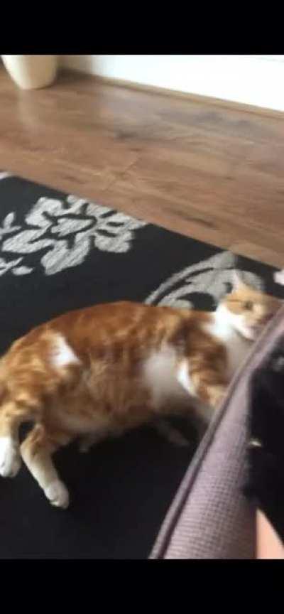 Loud click triggered my cats PTSD