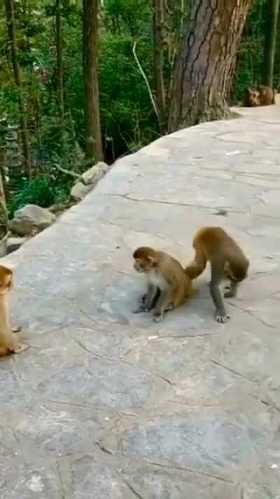🔥 Elderly monkey called for peace between two fighting younger monkeys