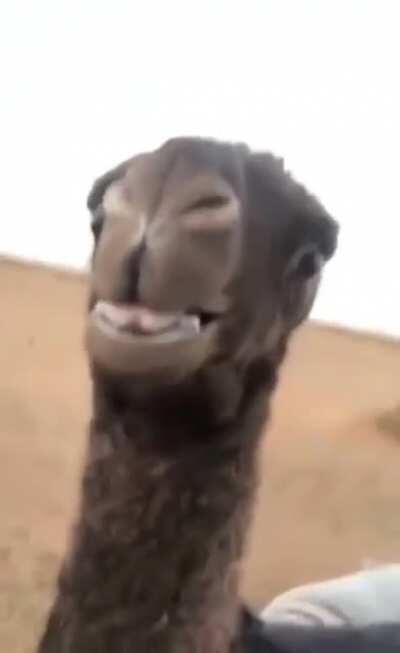 Encontro com o dublador oficial dos Villagers do Minecraft