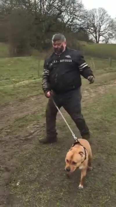 WCGW walking with your dog?!?