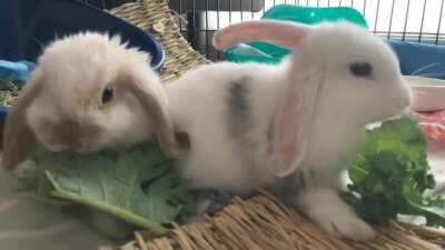 Benji & Bonnie’s first time eating kale, I think they are fans 💕