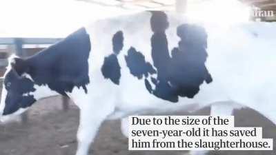 The world's largest cow. Waiiittt for it...