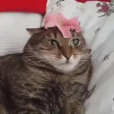 Cat hates flower