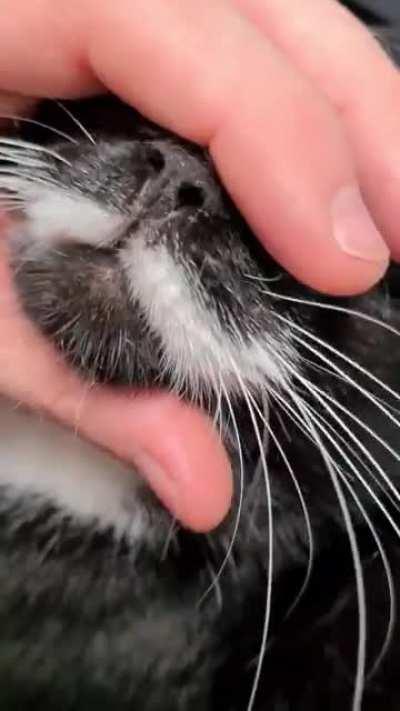 He jumps on my lap to get pets like this