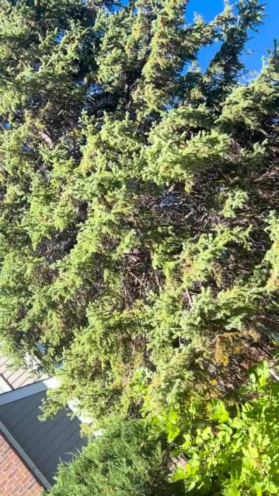 Wtf is this creepy  purring sound??