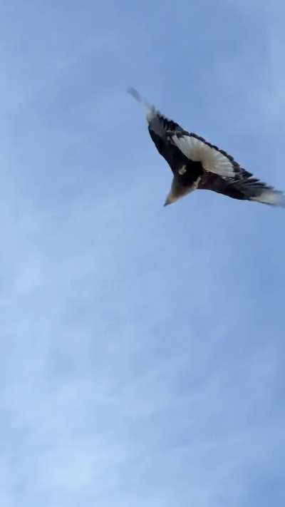 ¿Aves rapaces en CABA?