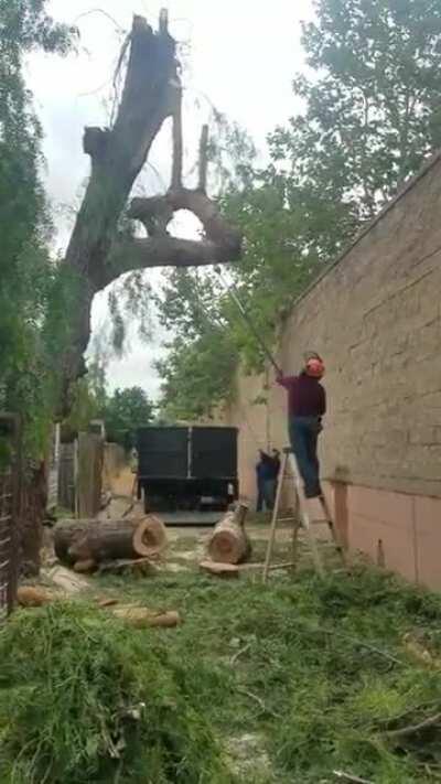 HMFT after I cut down this tree