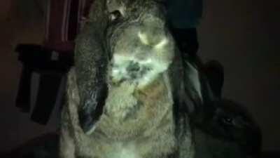 Slow-mode cuteness enhanced