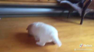 Warning: I could become even cuter than this... you just wait I’m just wondering why nobody is giving me treats rn?