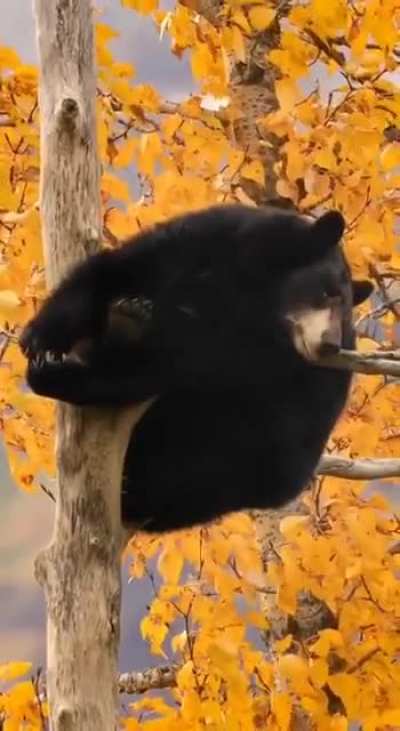 Autumn bear bro 🍂 🐻