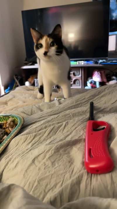 My cat brought me candy